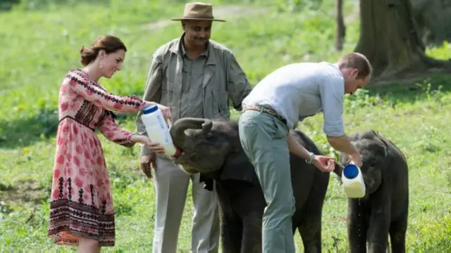 ولیم اور کیٹ نے ہاتھی کے بچوں کو دودھ پلایا