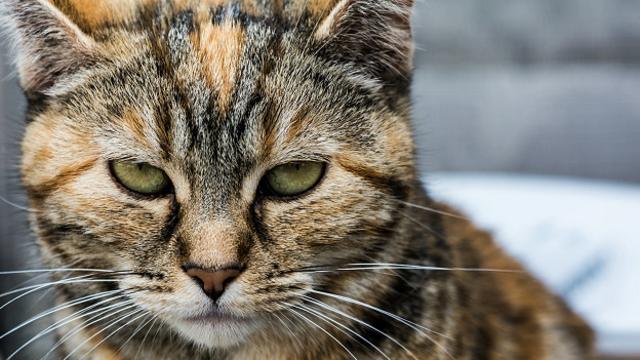 Как кошки острова Мэн лишились хвостов - BBC News Русская служба
