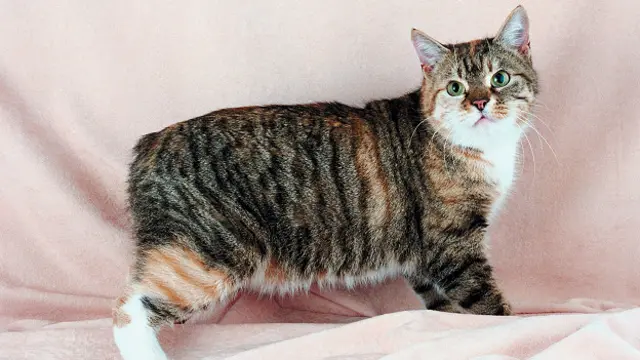 Если кошка наследует ген отсутствия хвоста от обоих родителей, а не только от одного, вероятнее всего, она погибнет еще в утробе матери