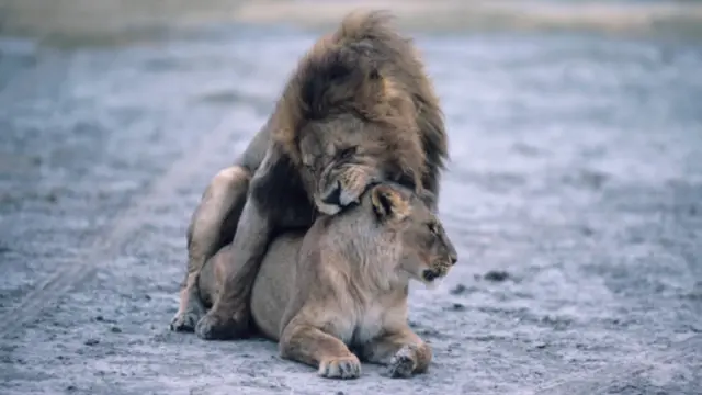 La mayor parte de los mamíferos no son monógamos.