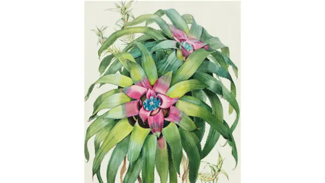 Neoregelia margaretae