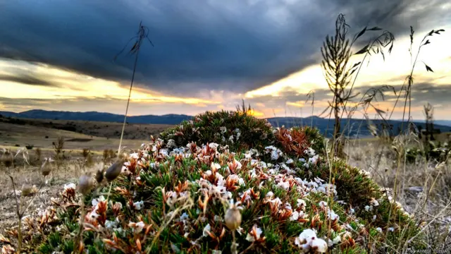 Ahmet Yoldaş: Gün batarken toprak uyanıyor. Sivas- Yıldızeli- Davulalan Köyü.
