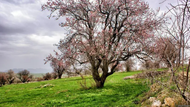 Uğur Engin, yer Tunceli'nin Pertek İlçesi- Yeniköy 
