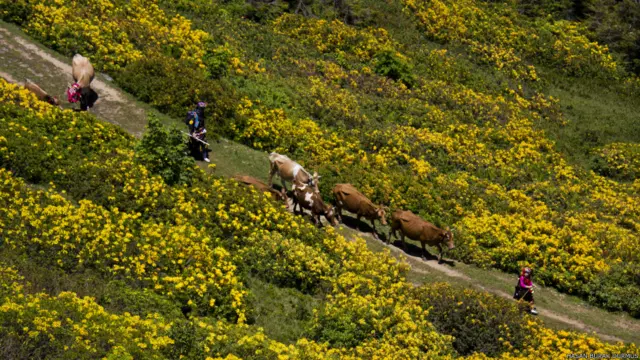 Yine Hasan Burak Durmuş fotoğrafı. Karadeniz'de yaylaya çıkış yolculuğu 
