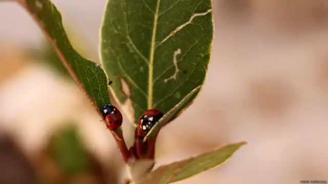 Hıdır Yurdakul'un fotoğrafı 