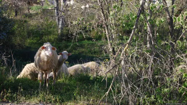 Bengisu Tombuloğlu'nun fotoğrafı