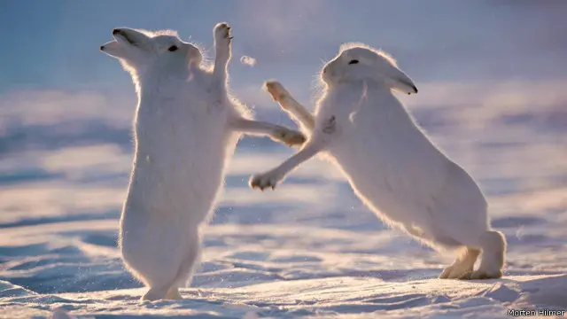 Ketika kelinci Arktik berkelahi.
