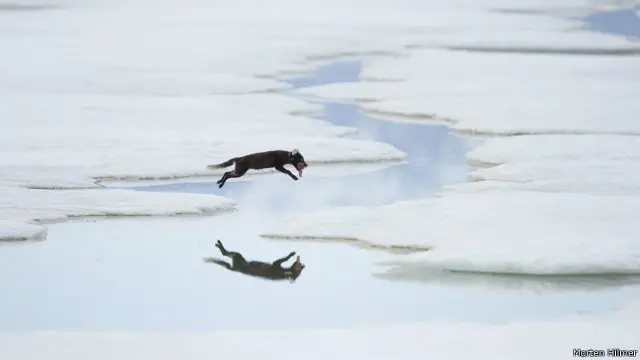 Rubah Arktik dalam perjalanan menuju sarang, di mana anak-anaknya menunggu.