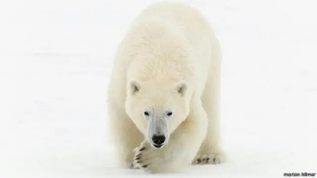 Beruang kutub "Sang ratu Arktik" di timurlaut Greenland.