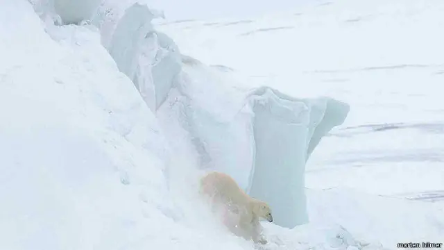 Beruang kutub berseluncur ke bawah jurang es di utara Greenland.