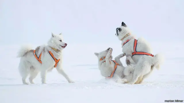Para anggota patroli yang berkaki empat.