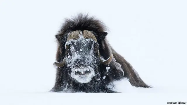 Musk Ox (sejenis lembu) di timurlaut Greenland.