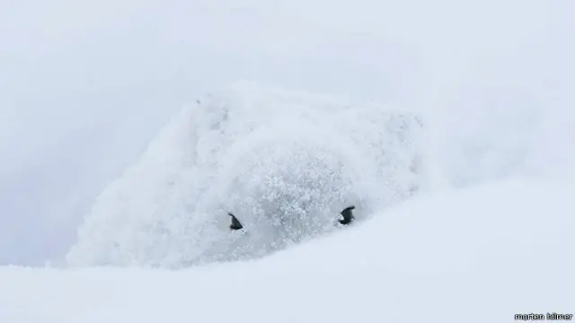 Sesuatu mengawasi Anda.