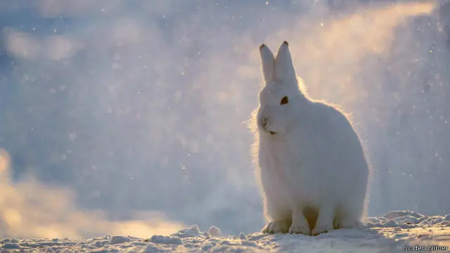 Kelinci Arktik (Lepus arcticus), Greenland.