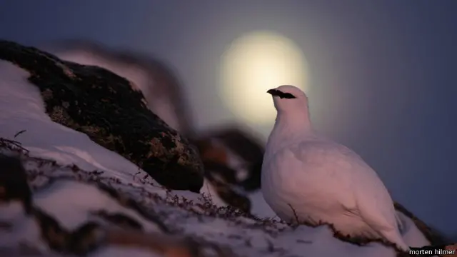 Arctic ptarmigan (Lagopus muta)