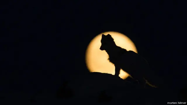 Rubah Arktik di depan bulan purnama.