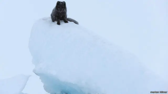 Rubah Arktik di atas gumpalan es Greenland.