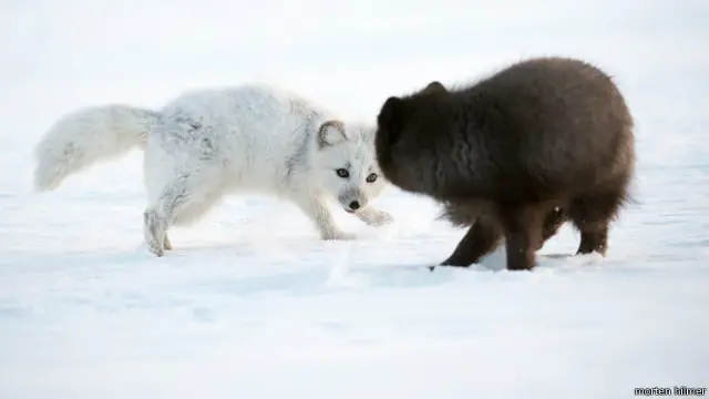 "Selama musim kawin, tingkah ini biasa dilakukan dan sangat menarik untuk diperhatikan."