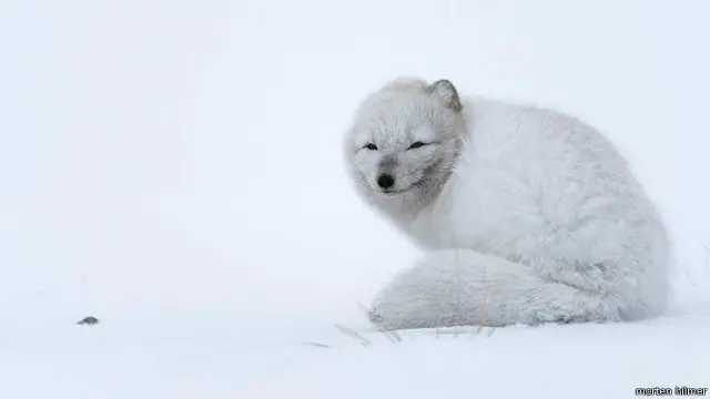 Rubah Arktik selama badai salju. Bulu tebal membantu rubah tetap hangat di temperatur rendah ekstrem.