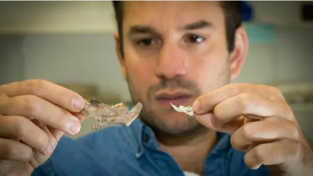 Julien Louys menunjukkan dua fosil tikus yang ditemukan timnya. (Foto: Stuart Hay, ANU)