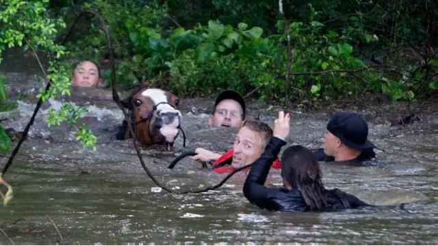 70 سے زائد گھوڑوں کو سیلاب سے بچایا گیا 