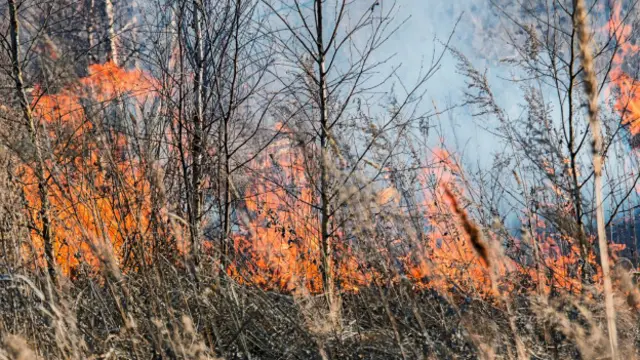 Лесной пожар