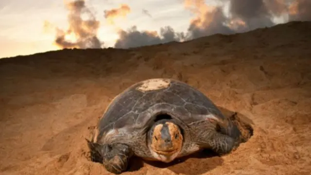 اِس جزیرے کے متعلق ڈارون لکھتے ہیں کہ ’ساحل کے قریب کچھ نہیں اگتا۔ یہ جزیرہ مکمل طور پر درختوں سے عاری ہے