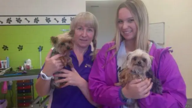 德普夫妇的宠物犬