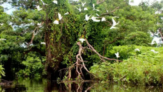 鳥兒從里約伊斯提姆河上方飛過。（資料來源：莎拉·謝爾曼）