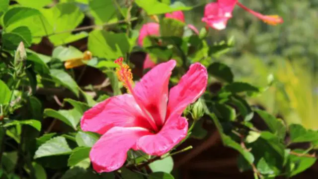 島上的動植物。（資料來源：莎拉·謝爾曼）