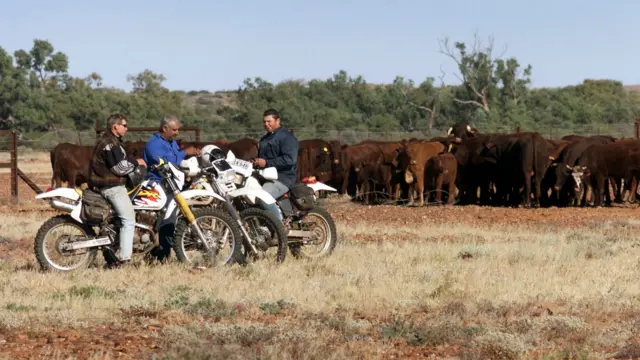 安娜溪牧場牧人趕牛前稍事休息（資料圖片）