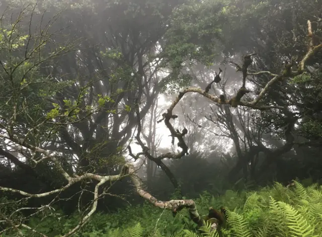 En la montaña, un maravilloso bosque nuboso, gracias a Darwin y Hooker.