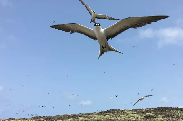 Gaviotas golondrina oscura o gaviotas monjas en la colonia de aves marinas Wideawake Fairs.