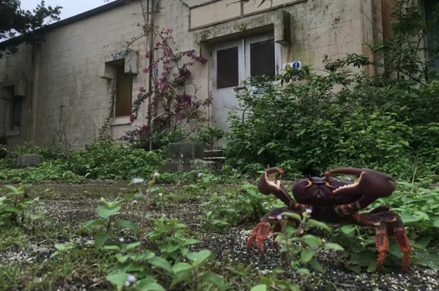 Cangrejo de tierra que parece estar reclamando posesión de una estación de Nasa abandonada.