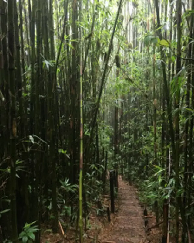 En la montaña hay hasta bambú, sembrado y ordenado.
