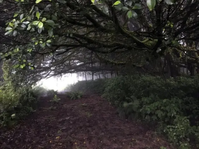 Ficus gigante con raíces aéreas, plantados en Green Mountain.