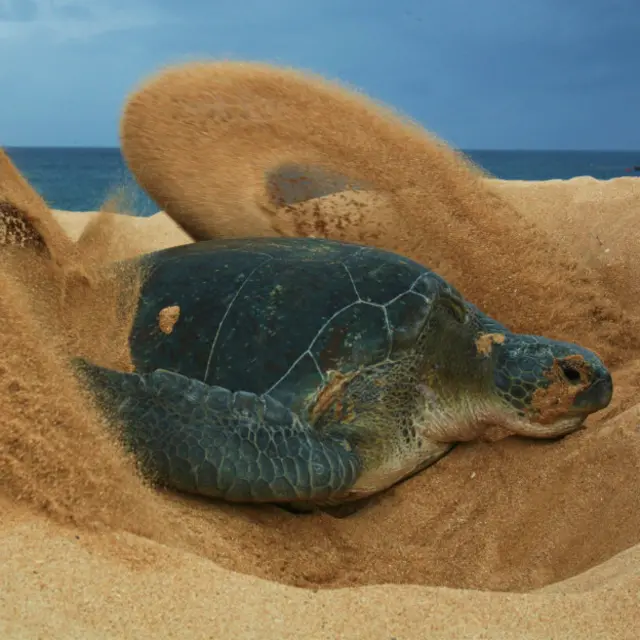 Ascensión tiene la segunda población de anidación más grande de tortuga verde de todo el Océano Atlántico. 
