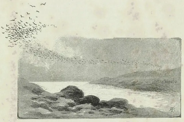 Bandada de golondrinas de mar sobre Isla Ascensión. Ilustración del diario de investigaciones de Charles Darwin. Primera edición ilustrada 1890.