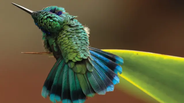 Colibrí orejas violetas