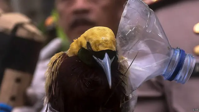 burung cendrawasih