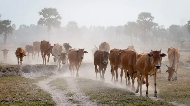 Vacas en movimiento