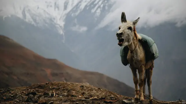 Одинокий осел на горном перевале по дороге из Душанбе в Худжанд. Ишаки в Таджикистане - распространенное средство передвижения. На них возят грузы и ездят сами. Мы пробовали, ехать удобно.