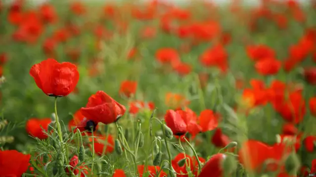 Красные маки, пожалуй, главное украшение южноказахстанских степей. После лошадей и верблюдов, конечно. Особенно много маков в Джамбульской области. Правда, здесь это практически как сорняк - воды для полива не хватает, некоторые фермеры теряют урожай. Брошенные поля зарастают красными маками.
