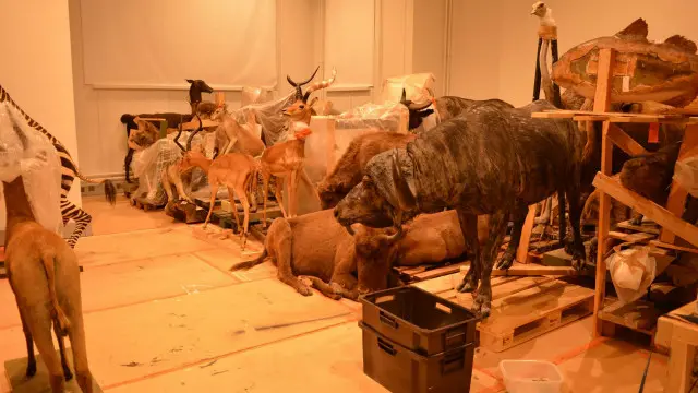 صادف القائمون على المتحف العنكبوت المتوحد التشيلي عندما بدأوا في تحريك معروضاتهم