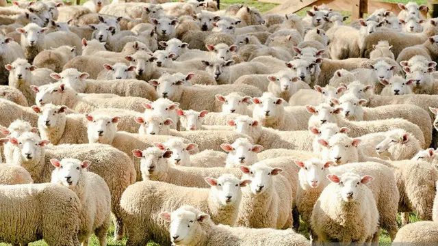 گوسفندان معصوم نیو زیلند که جمعیتشان 15 برابر جمعیت آدمهای نیوزیلند است. 