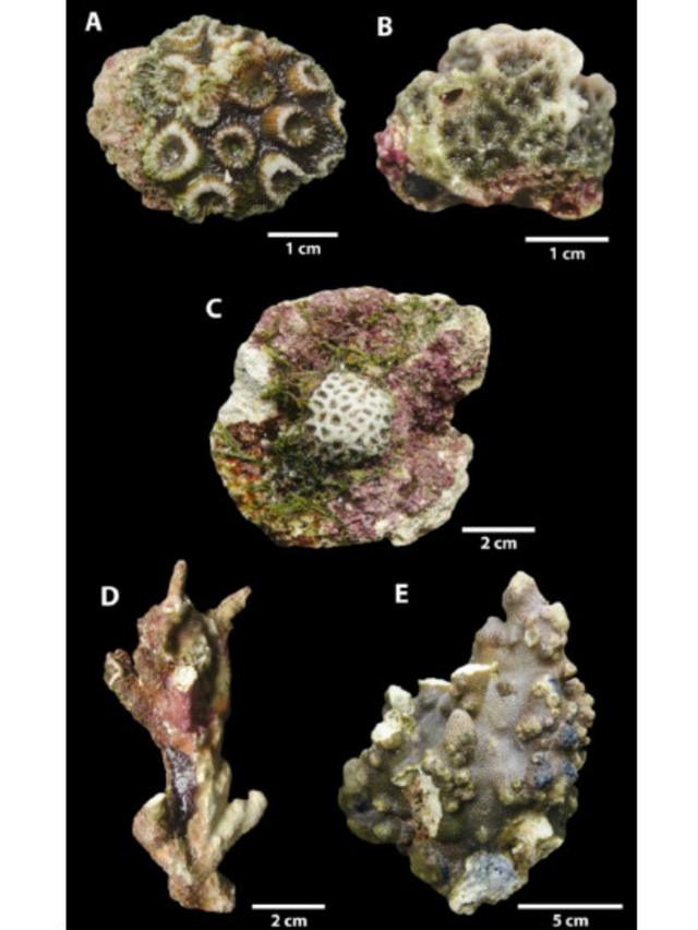 Las muestras de los corales que encontraron en el río Amazonas