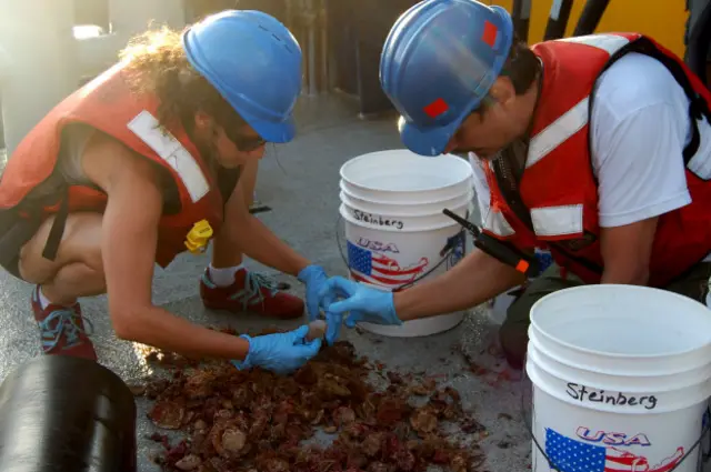 En dos expediciones, una en 2012 y otra en 2014, se encontraron con una variedad de esponjas, corales y peces de arrecife