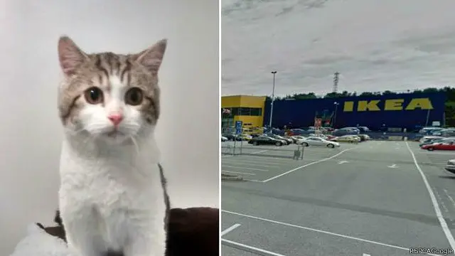 Anak kucing ini diperkirakan berusia lima bulan.