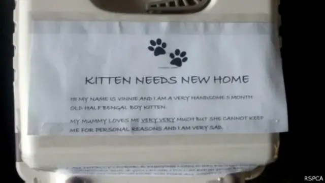 Tim RSPCA mengatakan "senang" setelah Vinnie - nama anak kucing itu - menemukan pemilik baru yang "penuh kasih sayang".