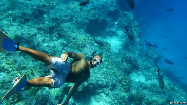 Laut Pasifik penuh dengan ikan tropis.